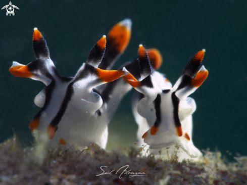 A Thecacera picta | Nudibranch