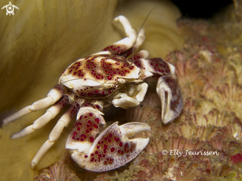 A Porcelain Crab