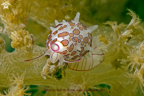 A Primovula bellica | Cowry snail