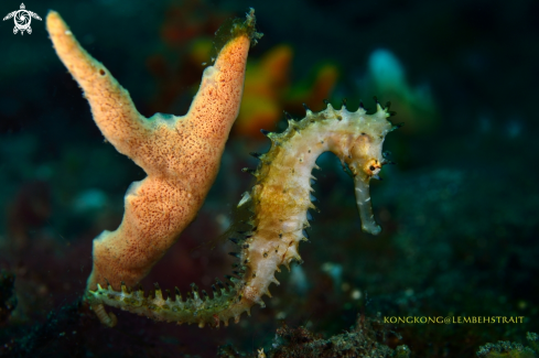 A Seahorse