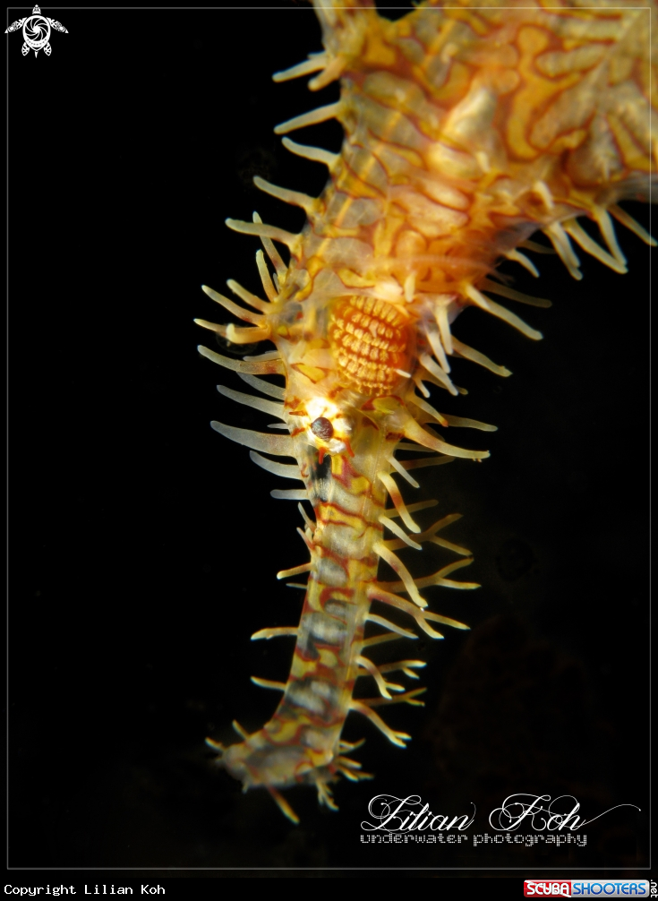 A Ornate Ghost Pipefish