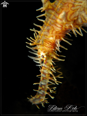 A Solenostomus paradoxus | Ornate Ghost Pipefish