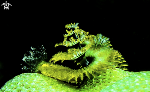 A Spirobranchus giganteus | Christmas Tree worm