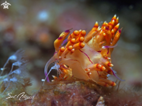 A Flabellina