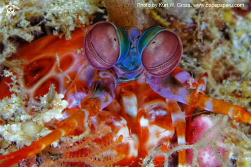 A Mantis shrimp