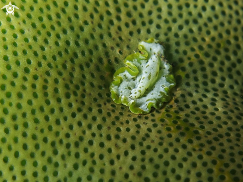 A Cycloporus sp. | Flatworm