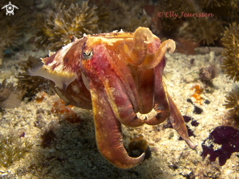 A Cuttlefish