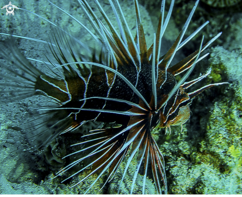 A Pterois antennata | Lion Fish