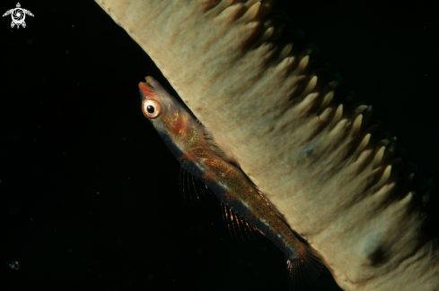 A Whip coral dwarf goby