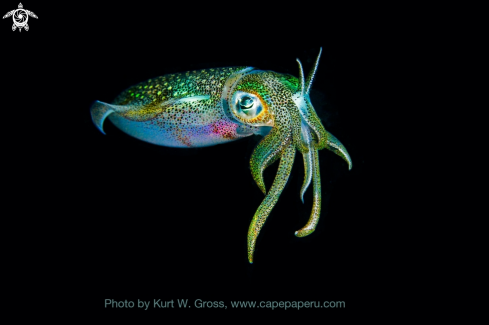 A Sepioteuthis lessonianaj | Squid