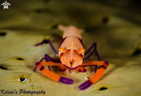 A Emperor shrimp