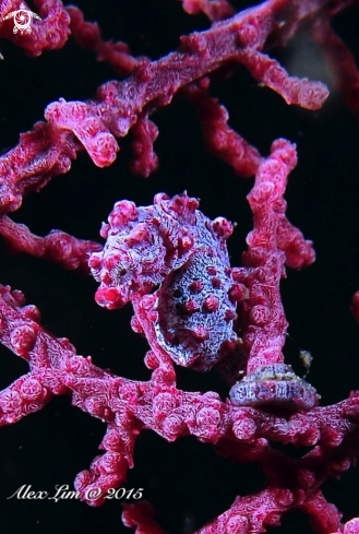 A Pygmy seahorse (Hippocampus bargibanti)