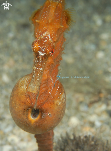 A Seahorse