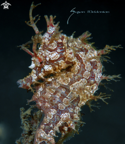 A Hippocampus erectus | Seahorse