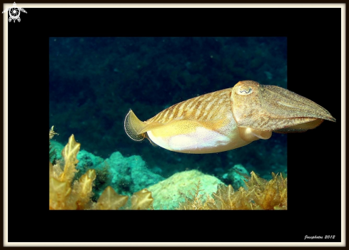 A cuttlefish