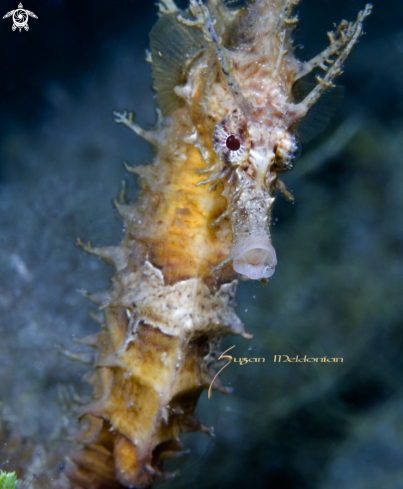 A Seahorse