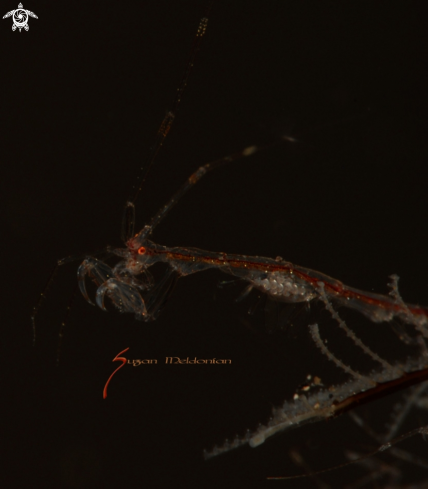 A Skeleton Shrimp