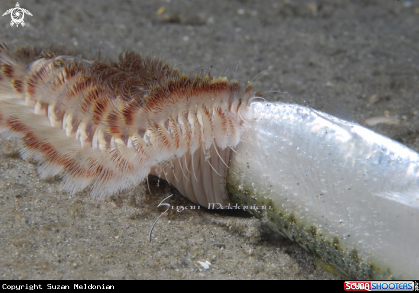 A Fireworm eating fish
