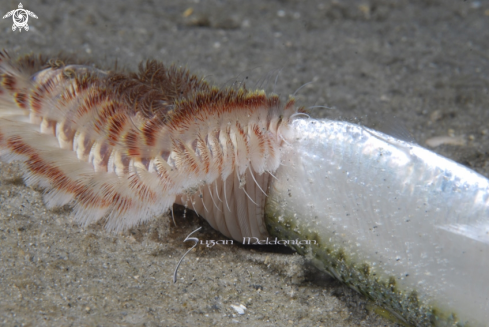 A Chloeia viridis | Fireworm eating fish
