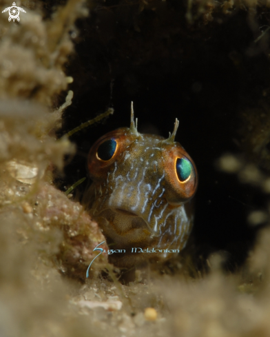 A Seaweed Blenny