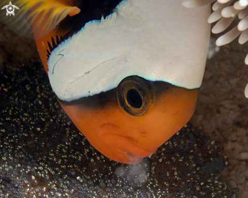 A Clown fish with eggs