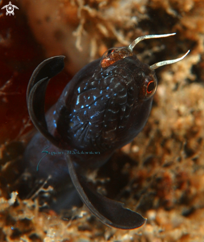 A Sailfin Blenny