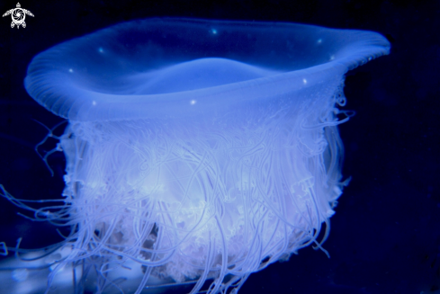 A Jellyfish with eyes