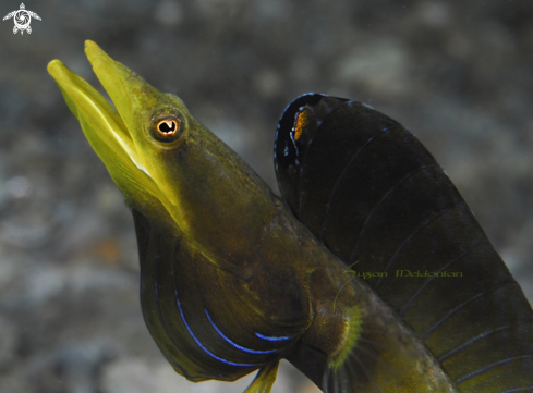 A Chaenopsis ocellata | Blue Throat Pike Blenny