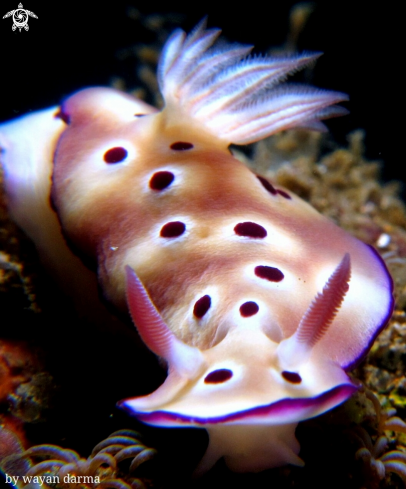 A hypselodoris tryoni 