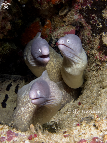 A Murray Eel