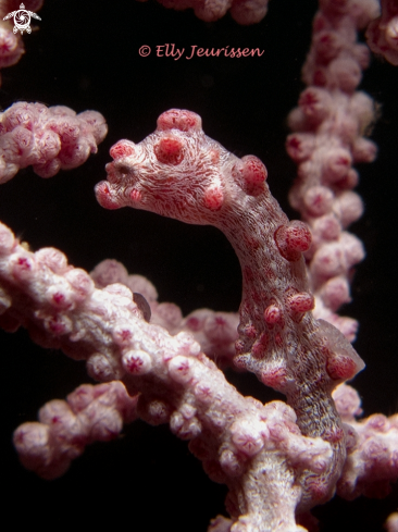 A Pygmy Seahorse