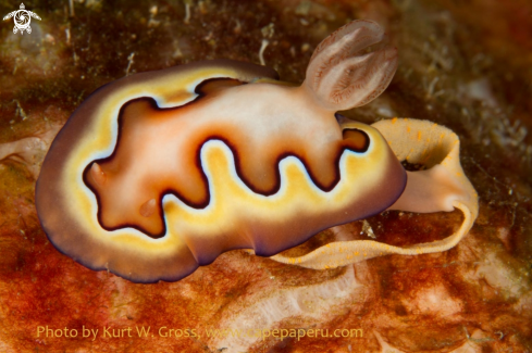 A Nudi