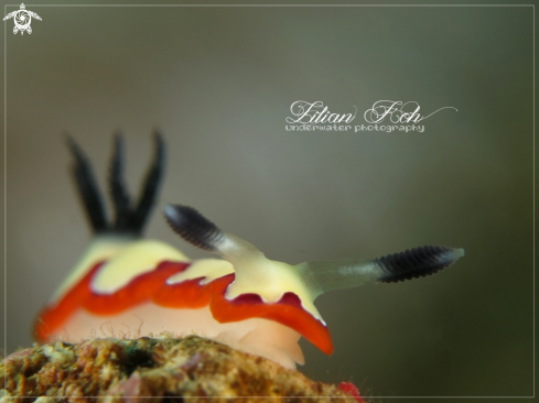 A Goniobranchus fidelis | Nudibranch