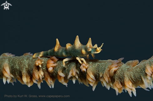 A Miropandalus hardingi | Dragon Shrimp