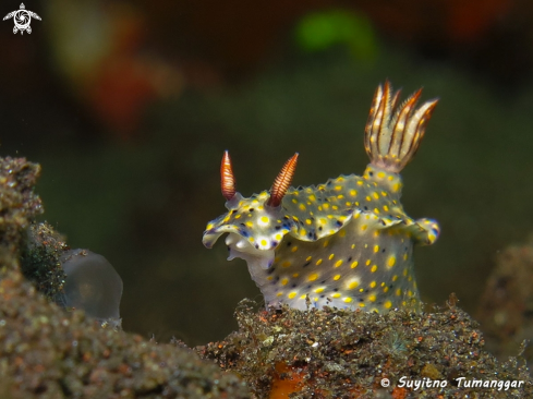 A Hypselodoris sp. | Nudibranch