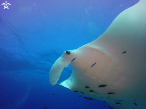 A Reef mantas