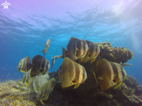 A Batfish