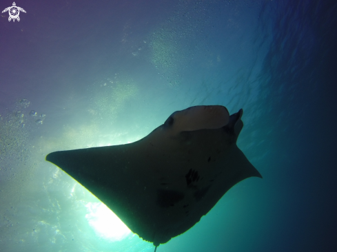 A Reef mantas