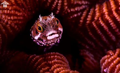 A  Spinyhead blenny