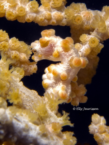 A Pygmy Seahorse