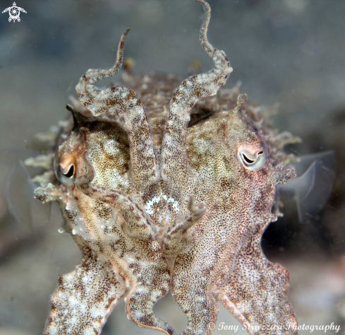 A Sepia plangon | Mourning Cuttle