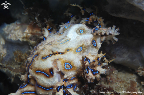 A Hapalochlaena fasciata | Blue lined octopus