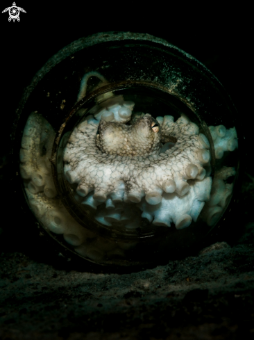 A Amphioctopus marginatus | Coconut Octopus