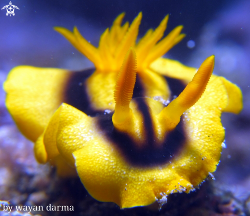 A Chromodoris joshi 