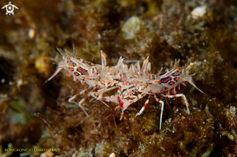 A Tiger Shrimps