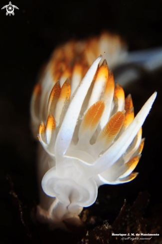 A Flabellina babai | Nudibranch