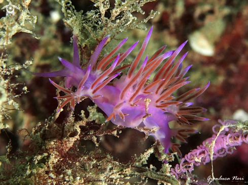 A Flabellina affinis | Flabellina