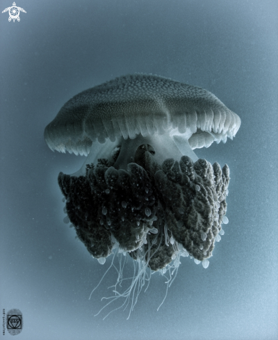 A Jellyfish