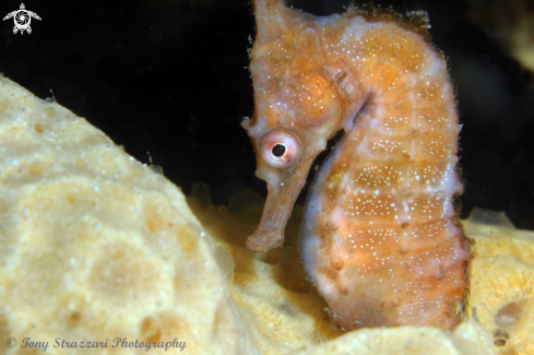 A White's seahorse