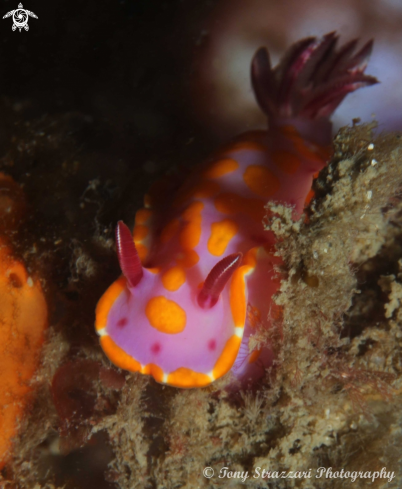 A Ceratosoma amoenum | Sweet Ceratsoma